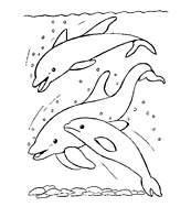 coloriage ban  de dauphins